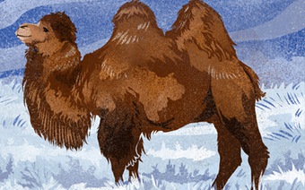 Зимняя Орда: виноградники Волгограда и тайны Элисты