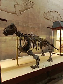 Палеонтологический музей