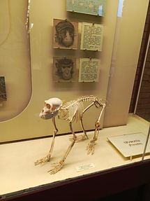 Палеонтологический музей