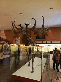 Палеонтологический музей