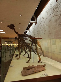 Палеонтологический музей