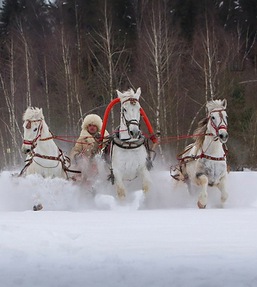 Конный клуб 
