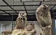 2 музея в один день Палеонтологический + Дарвиновский