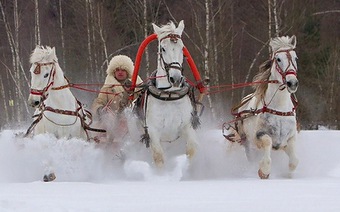 Конный клуб 
