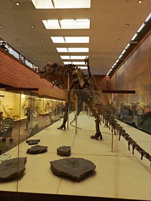 Палеонтологический музей