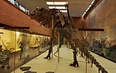 Палеонтологический музей