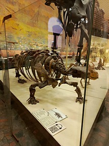 Палеонтологический музей